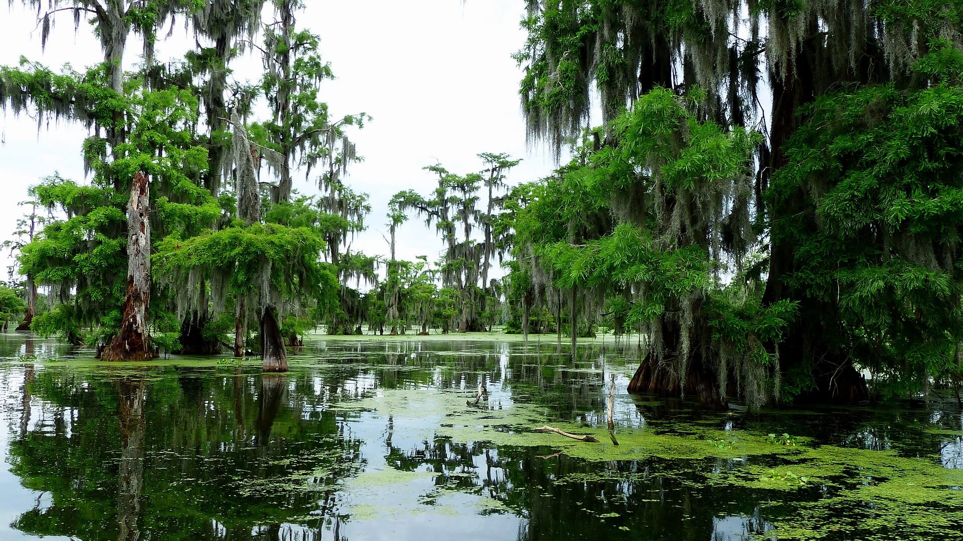 Louisiana bayou