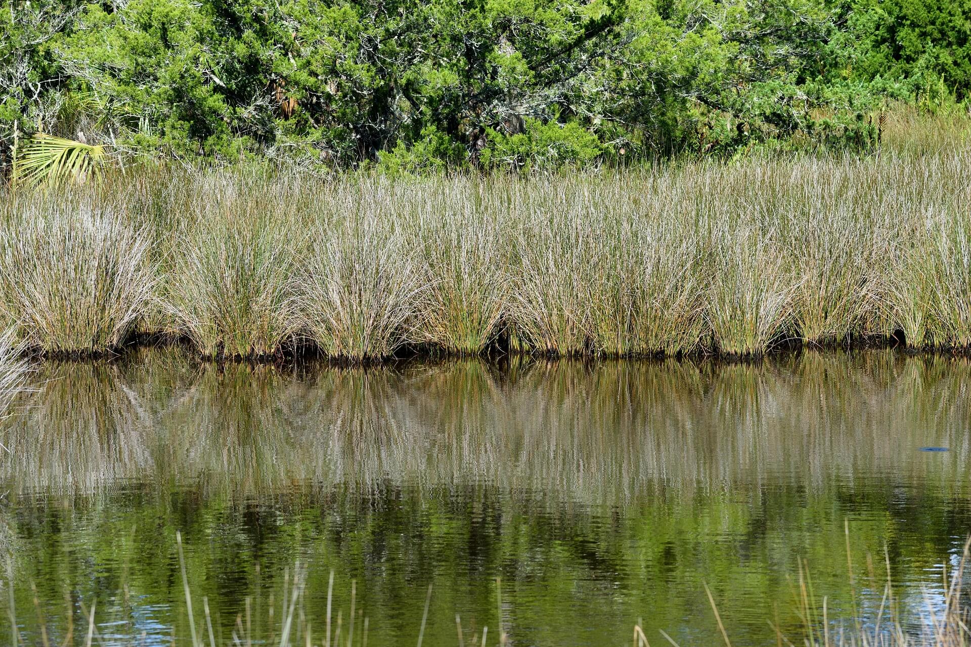 Marshland